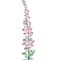 Large Foxglove Flower Wall Stencil | 2608R by Designer Stencils | Floral Stencils | Reusable Art Craft Stencils for Painting on Walls, Canvas, Wood | Reusable Plastic Paint Stencil for Home Makeover | Easy to Use & Clean Art Stencil